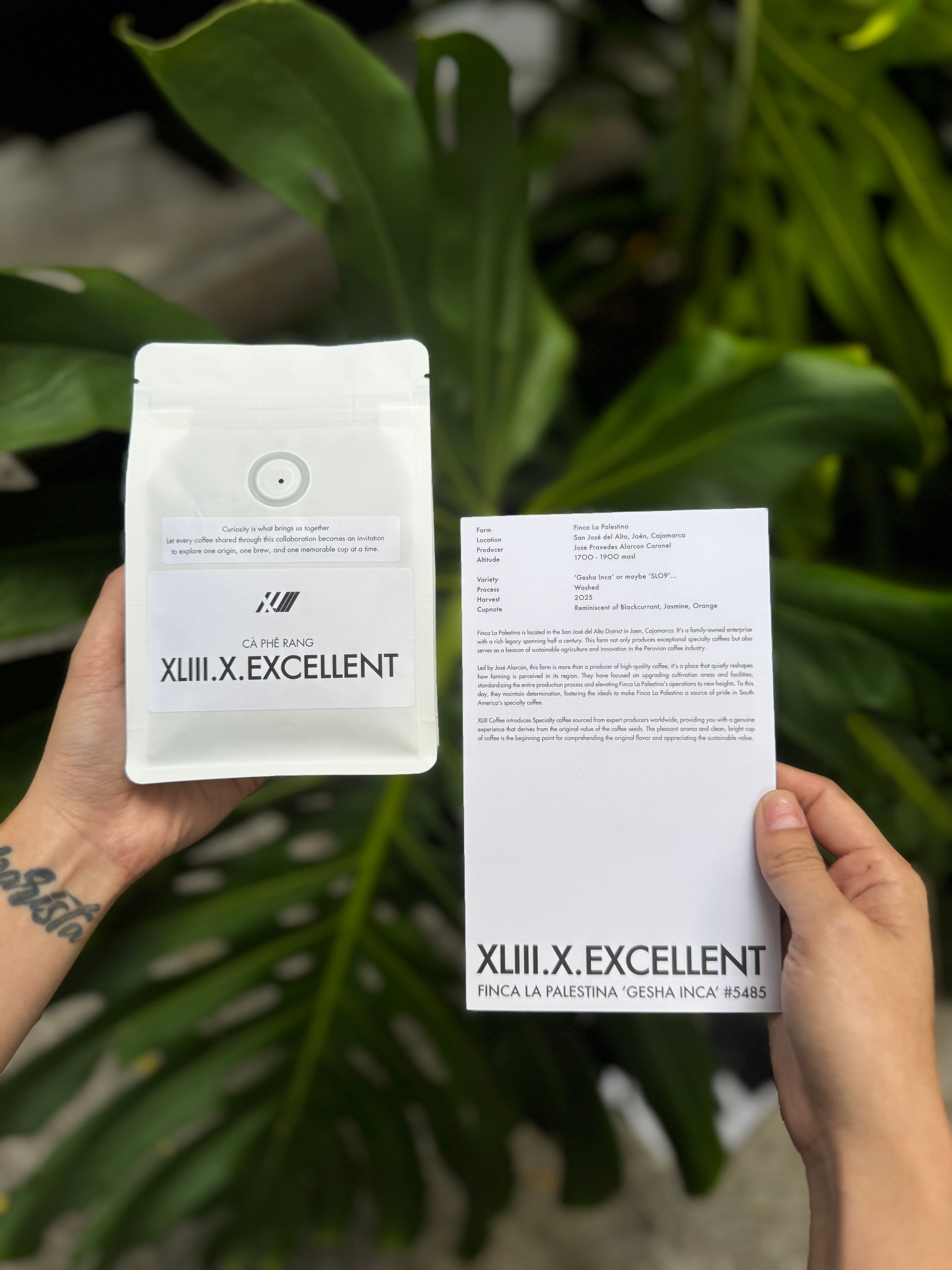 [PRE-ORDER] XLIII Great Finds Series #1: Finca La Palestina 'Gesha Inca' #5485